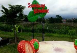 lumbung stroberry